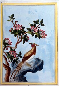 Art chinois : fleurs et oiseaux