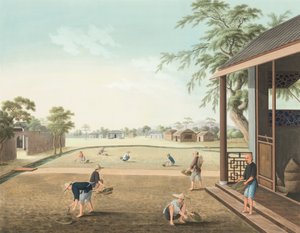 Production de thé, vers 1820