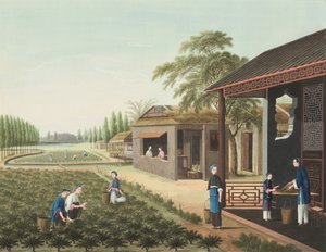 Production de thé, c. 1820 (gouache et peinture dorée sur soie montée sur papier)