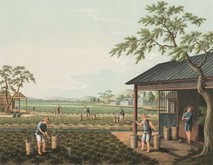 Production de thé, c. 1820 - School Chinese