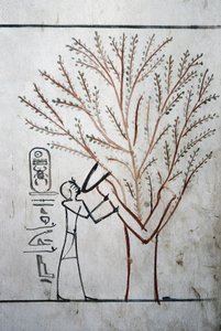 Louxor, Thèbes : Vallée des Rois. Tombeau de Thoutmosis III (-1504 - -1450), pharaon d