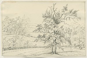 Cannock Chase - School English