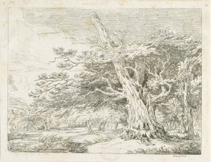 Needwood - Chêne