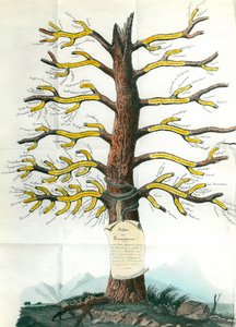 Arbre de la dermatose Tableau médical de dermatologie indiquant sur les branches tous les types de maladies de la peau. Paris. Académie de Médecine
