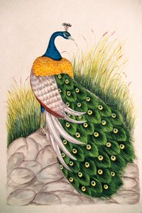 Peinture Miniature sur Soie Paon