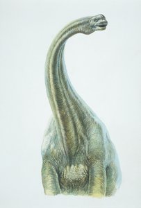 Brontosaure, période Jurassique