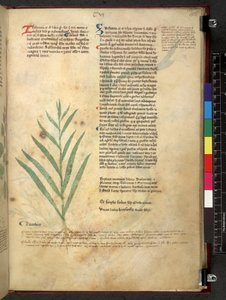 Tractatus de herbis (Herbier) vers 1280-1310