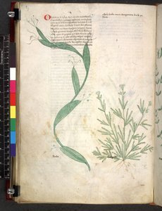 Tractatus de herbis (Herbier) vers 1280-1310