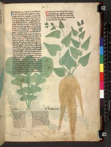 Egerton 747 Tractatus de herbis (Herbier) vers 1280-1310