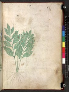 Egerton 747 Tractatus de herbis (Herbier) vers 1280-1310