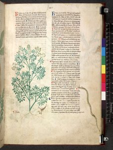 Egerton 747 Tractatus de herbis (Herbier) c.1280-1310