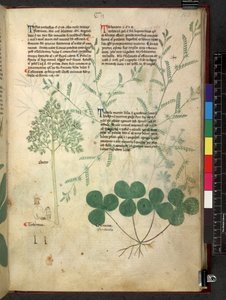 Egerton 747 Tractatus de herbis (Herbier) c.1280-1310