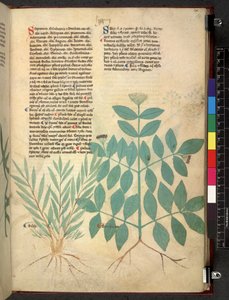 Tractatus de herbis (Herbier) c.1280-1310