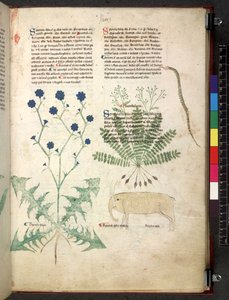 Tractatus de herbis (Herbier) c.1280-1310