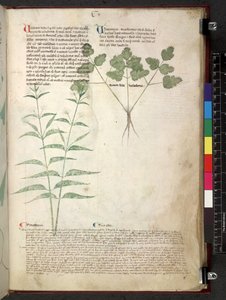 Egerton 747 Tractatus de herbis (Herbier) c.1280-1310