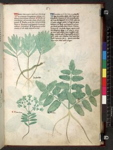 Egerton 747 Tractatus de herbis (Herbier) c.1280-1310
