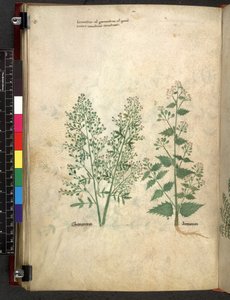 Egerton 747 Tractatus de herbis (Herbier) c.1280-1310