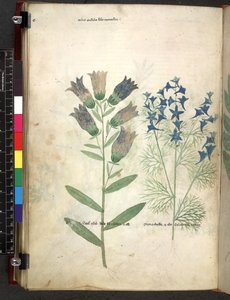 Egerton 747 Tractatus de herbis (Herbier) c.1280-1310