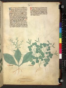 Tractatus de herbis (Herbier) vers 1280-1310
