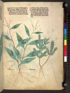 Tractatus de herbis (Herbier) vers 1280-1310