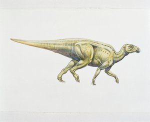 Hadrosauridé ou dinosaure à bec de canard - School Italian