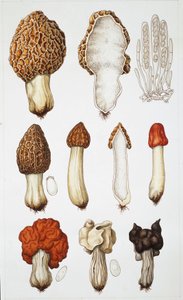 Champignons