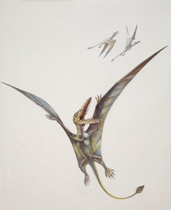 Rhamphorhynchoïde, période Jurassique - School Italian