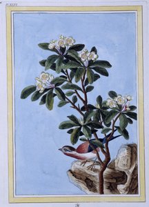 Oiseau - Estampe japonaise