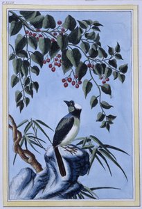 Oiseau - estampe japonaise - Japanese School