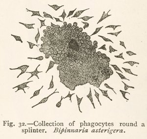 Dessin par Elie Metchnikoff de cellules phagocytaires entourant une particule étrangère - School Russian