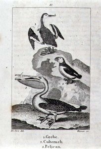 Grèbe, Culterneb et Pélican de 