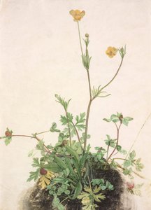 French : Renoncule, Trèfle rouge et Plantain Buttercups, Red Clover, and Plantain - School of Albrecht Dürer
