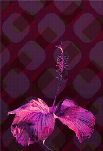 Hibiscus, 2019