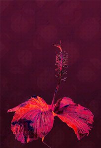Hibiscus, 2019