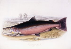 Saumon Atlantique