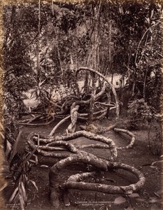 Une liane dans les jardins de Peradeniya, Ceylan