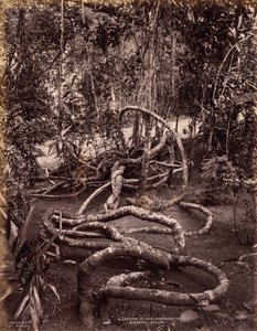 Une liane dans les jardins de Peradeniya, Ceylan, vers 1880