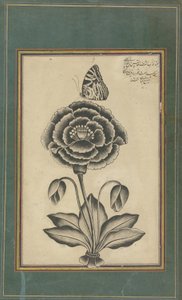 Fleur et papillon