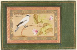 Oiseau noir et blanc perché sur un arbuste