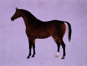Oppidan, vers 1840