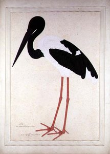Cigogne à cou noir, Xenorhynchus Asiaticus, peint pour Lady Impey à Calcutta