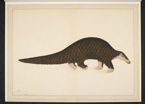 Pangolin ou fourmilier écailleux