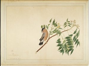 Étourneau brahmane sur une branche de neem, folio d