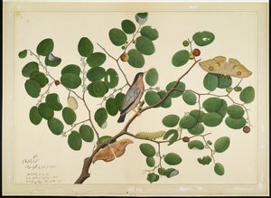 Étourneau brahmane avec deux papillons Antheraea, chenille et cocon sur un arbre jujube indien, folio d