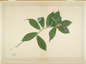 Plante de gingembre crépu, folio d