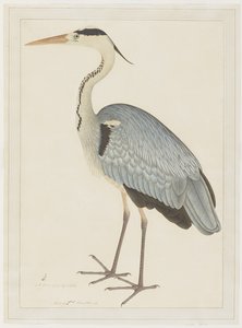 Héron cendré, folio d