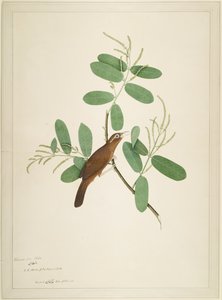 Hwamei sur une branche de Terminalia, folio d