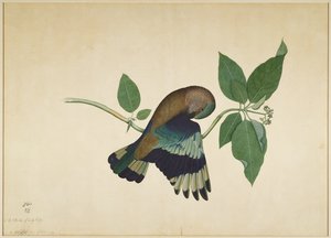 Rollier indien sur une branche de santal, folio d