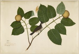 Bulbul à moustaches rouges et papillon Aganais Ficus sur une branche de Kadamba, folio d
