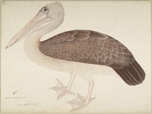 Pélican à bec tacheté, folio d